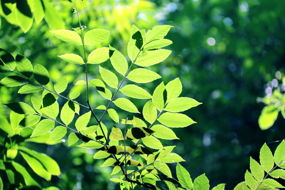 Woods leaf green leaf