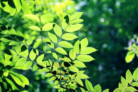 Woods leaf green leaf photo