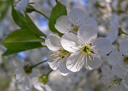 White flowering prunus spinosa