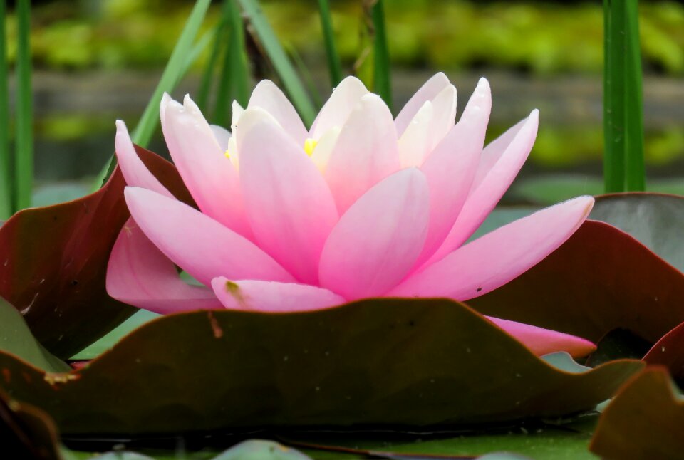 Blossom bloom pink