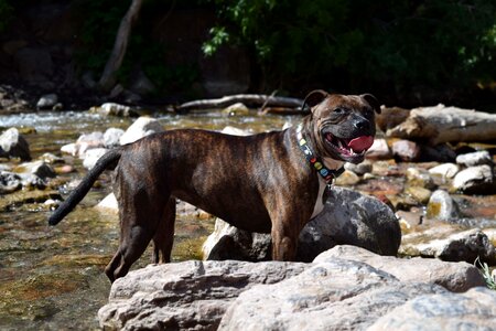 Terrier staffordshire pet