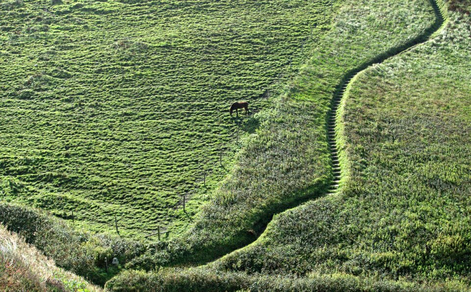 Hillside horse south west coast path