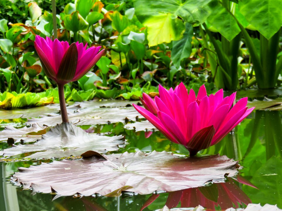 Blossom bloom pink