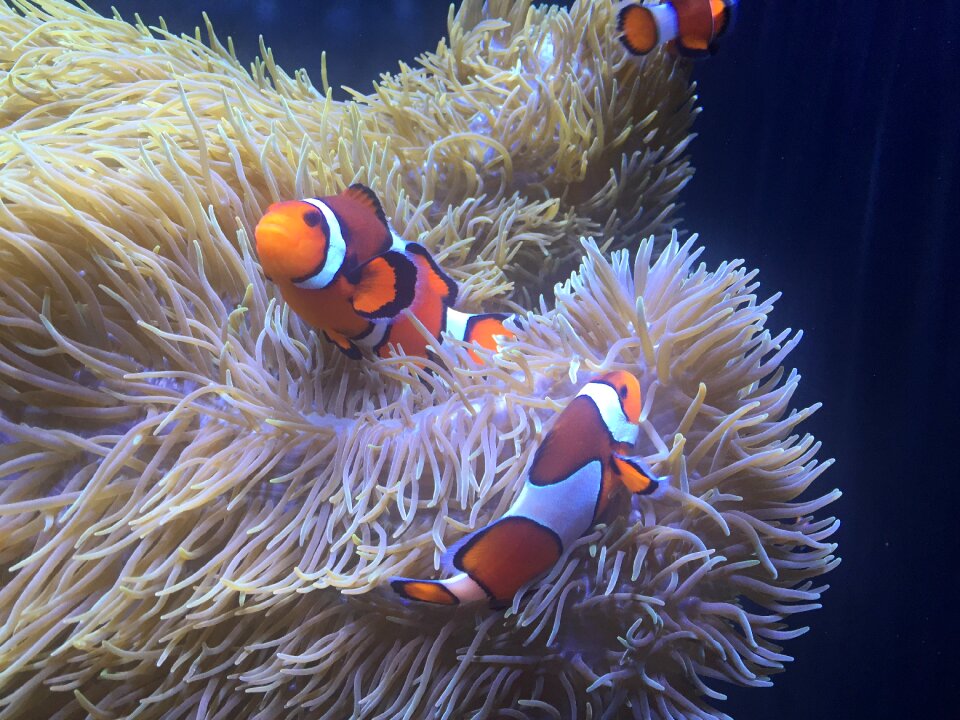 Aquarium clownfish anemone