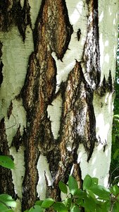 Birch nature summer