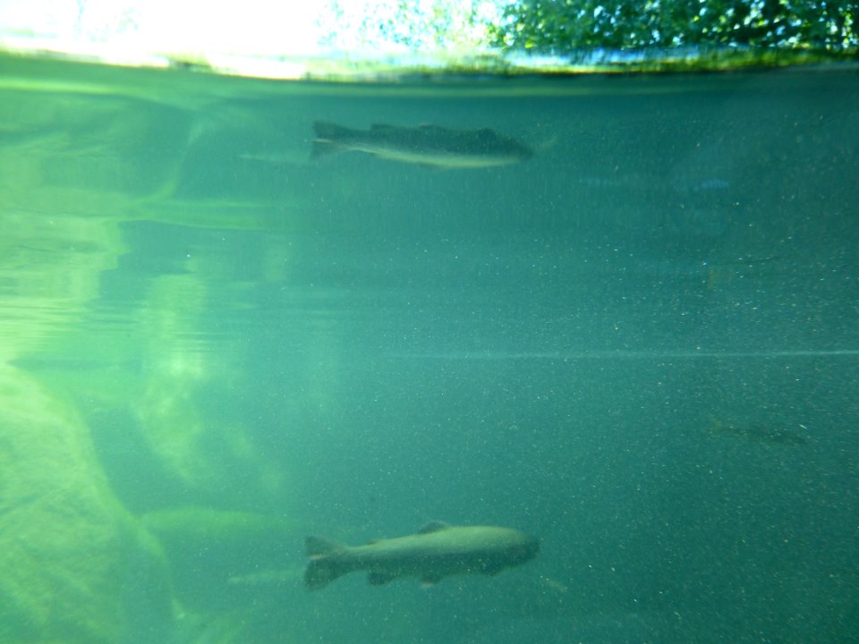 P1000764 