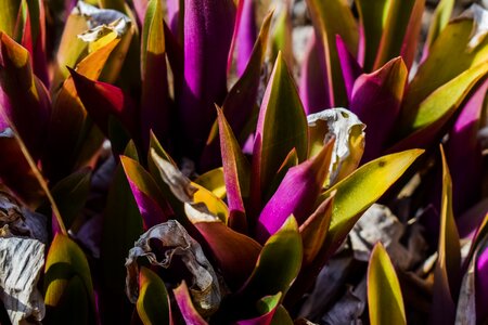 Nature summer cactus photo