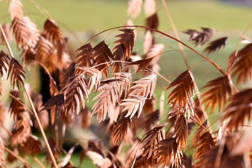 Grasses aerengras close up