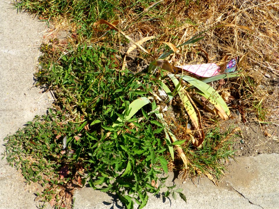 P1000956 
