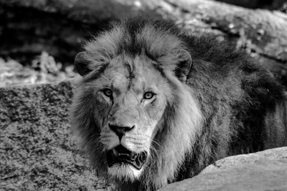 King of the beasts wild animals zoo