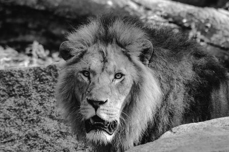 King of the beasts wild animals zoo photo