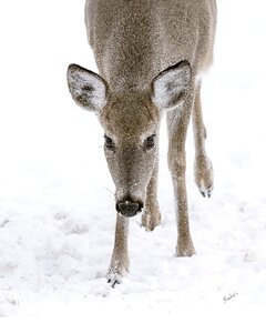 Deer animal winter