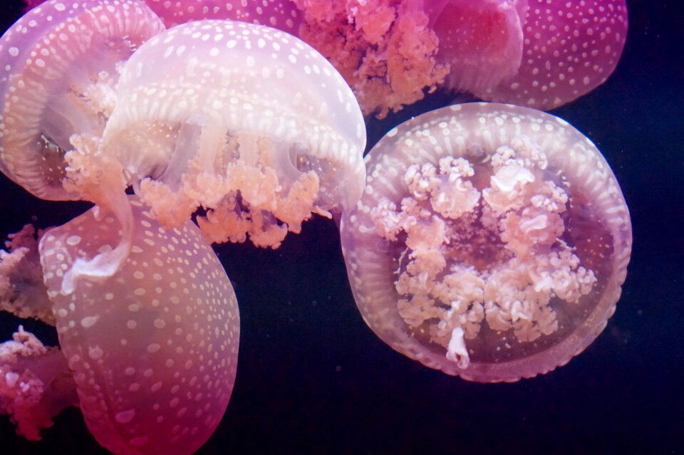 Meeresbewohner marine life underwater
