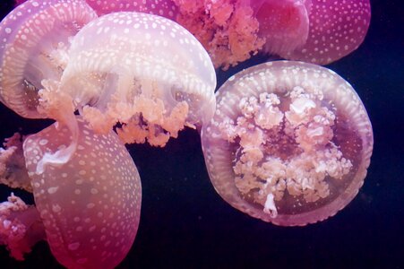 Meeresbewohner marine life underwater photo
