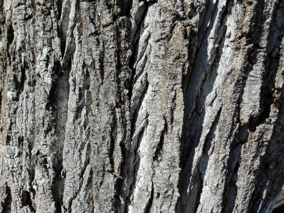 Trunk plant texture