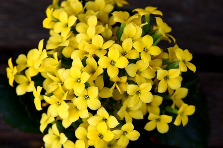 Kalanchoe yellow bloom photo