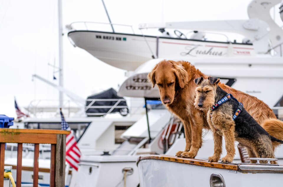 Boating nautical pets