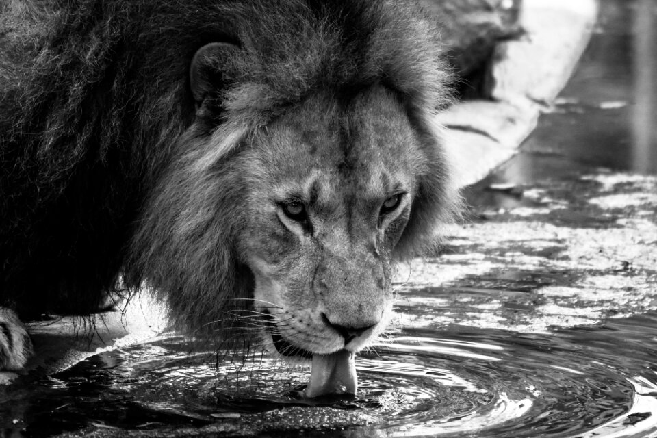 Drink zoo big cat