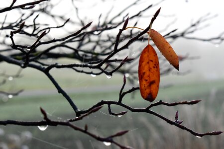 Autumn leaf nature photo