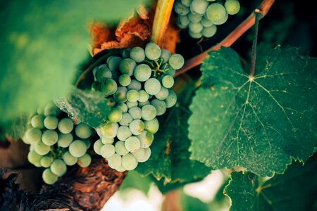 Harvest grapevine wine