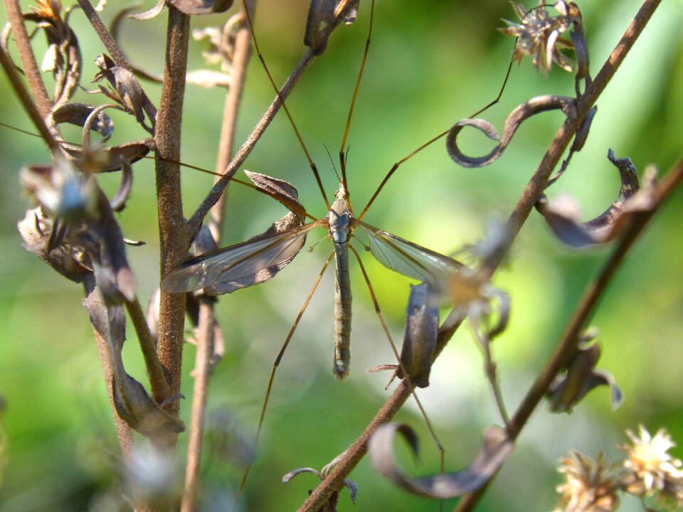 Wild flower tipúlidos large mosquito