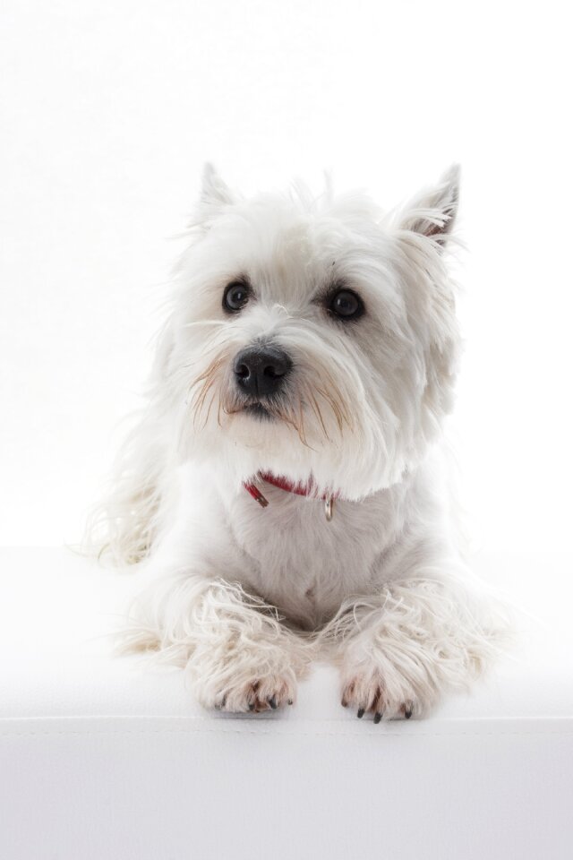 Westi west highland white terrier terrier