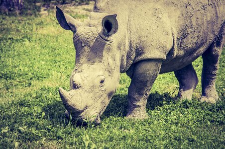 Wild animal animals africa