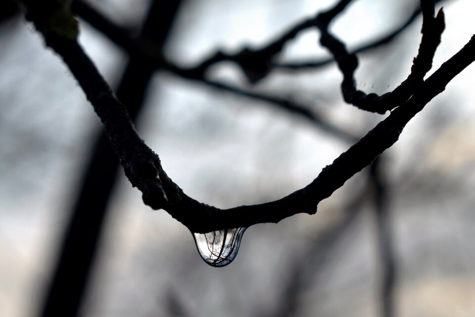 Autumn leaf nature