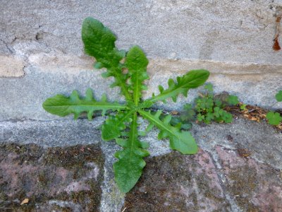 P1020991 