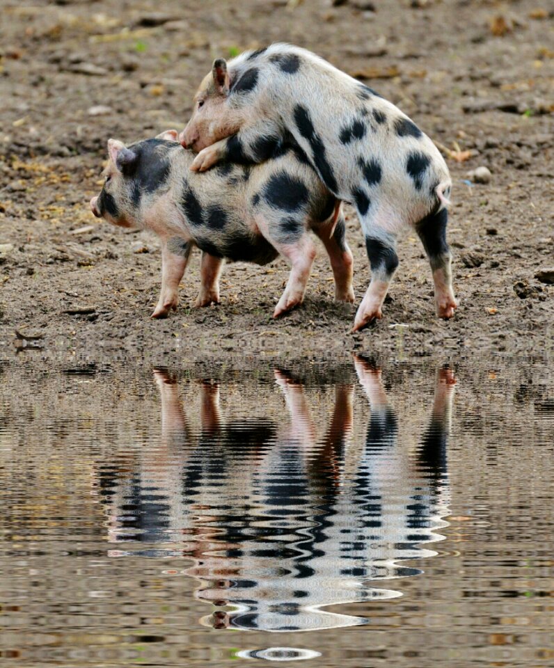 Bank wildpark poing baby