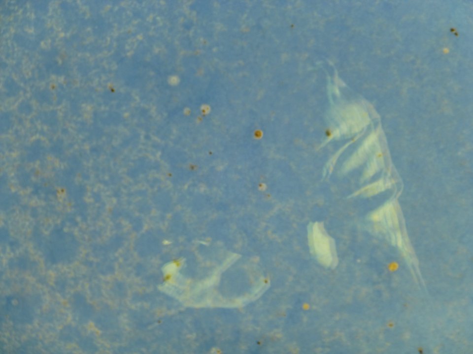 P1030192 