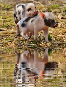 Bank wildpark poing baby
