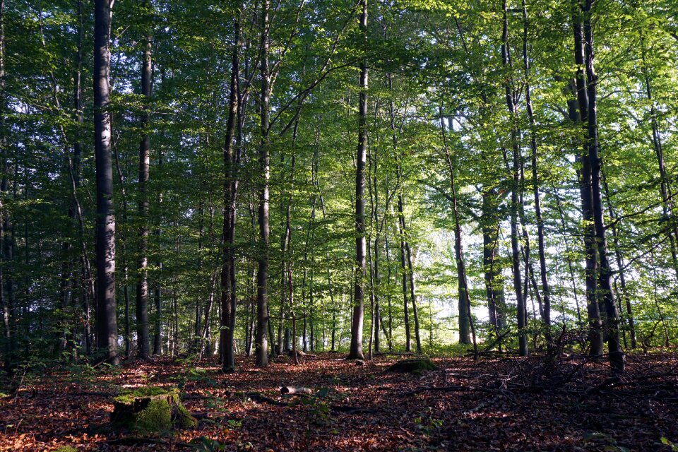 Autumn forest nature aesthetic