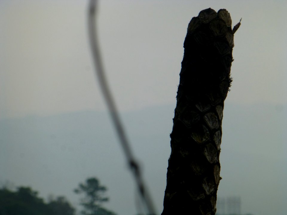 P1030379 