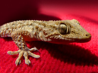 Lizard reptile dragon