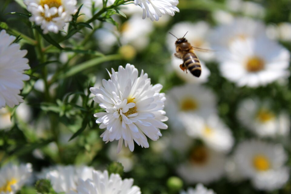 Flower plant close up