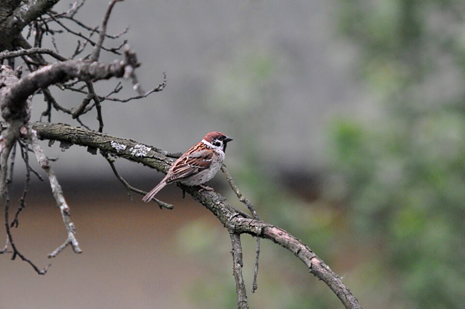 Nature branches ornithology