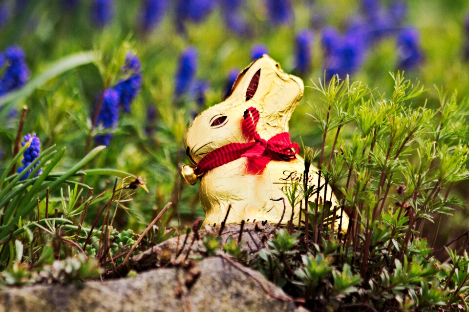 Nature chocolate chocolate bunny