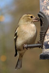 Garden bird wildlife