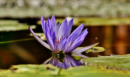 Pond blossom bloom photo