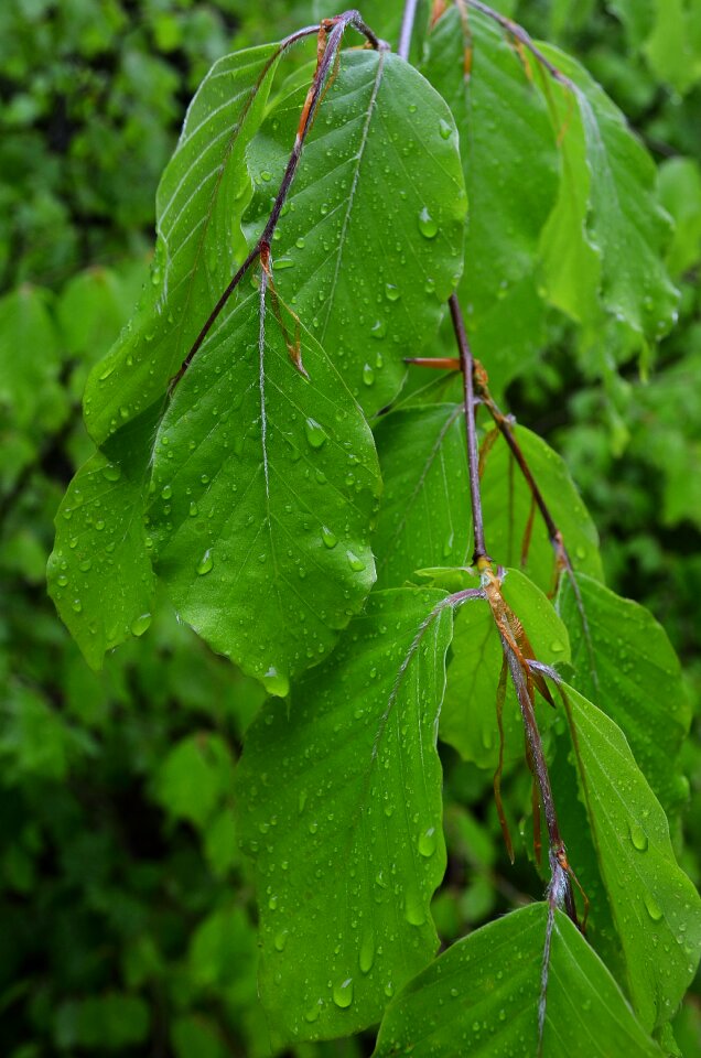 Nature sprig closeup