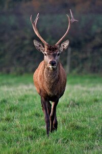 Animal deer green nature