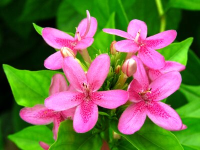 Garden pink flower pink