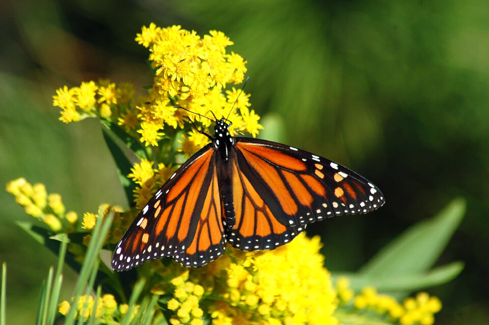 Monarch butterfly insect nature