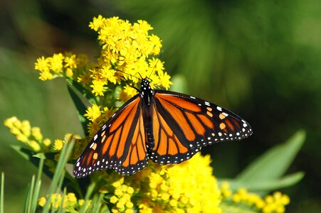 Monarch butterfly insect nature