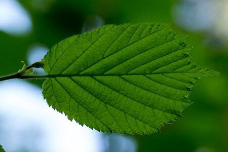 Leaf veins leaf structure structure