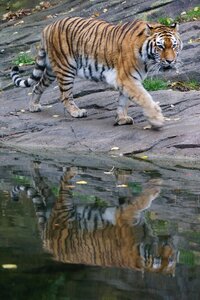 Big cat tiger carnivores photo