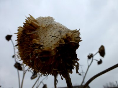 P1040141 