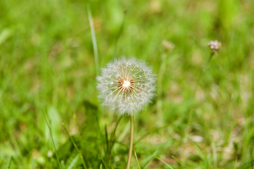 White prairie summer
