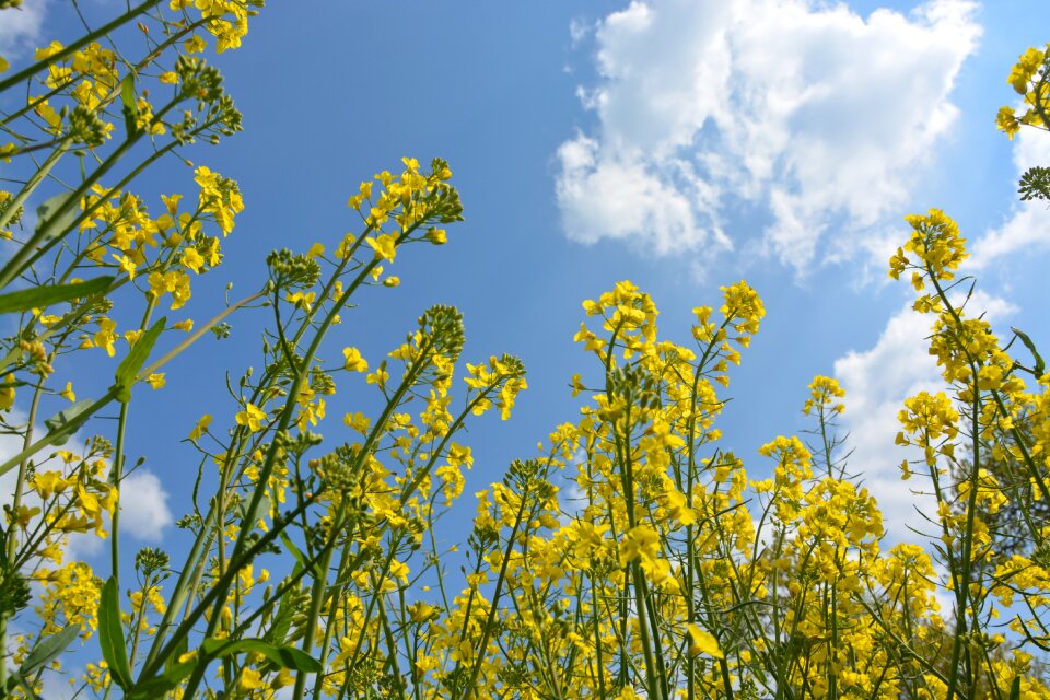 Yellow flowers nature spring